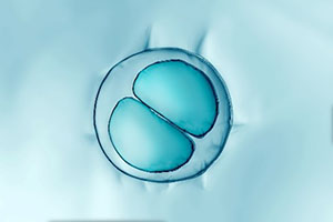 Frozen Embryos: The Law at a Crossroads