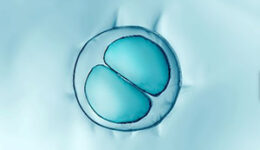 Frozen Embryos: The Law at a Crossroads